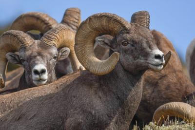 Nebraska photographer, film team depict efforts to aid wildlife along the North Platte