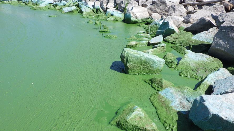 COPYRIGHT RESTRICTED/Toxic algae