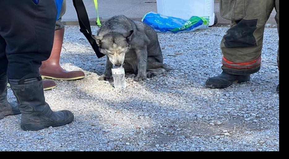 Gibbon firefighters save dogs