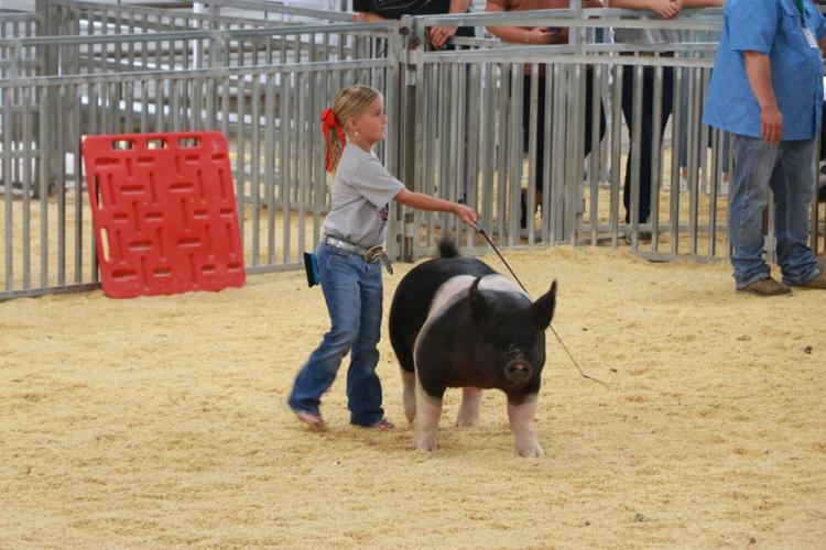 PHOTOS: Scotts Bluff County Fair Market Swine and Swine Showmanship 2026