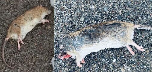 Witness against Gerace finds rats