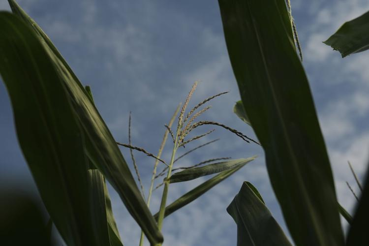Climate Patchy Corn Pollination