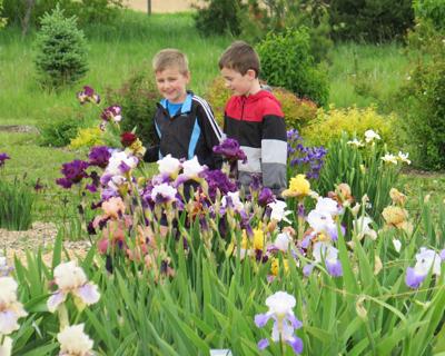 Iris garden