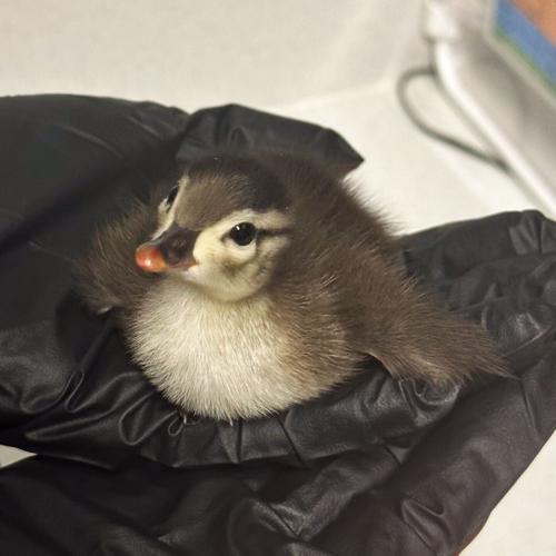 Wood duckling.jpg