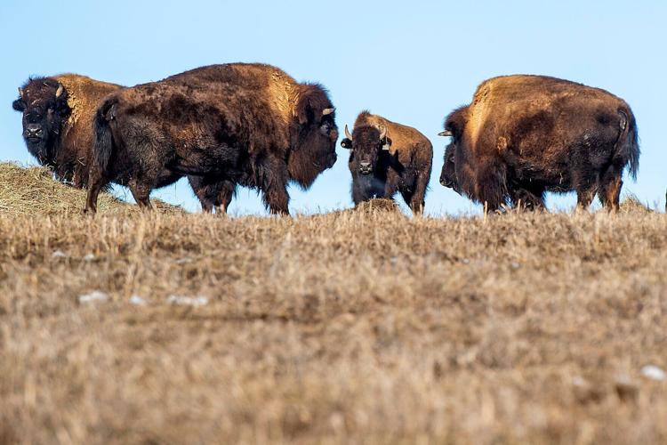 Bisons, 1.30