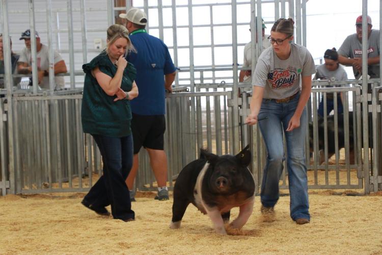 PHOTOS: Scotts Bluff County Fair Market Swine and Swine Showmanship 2026