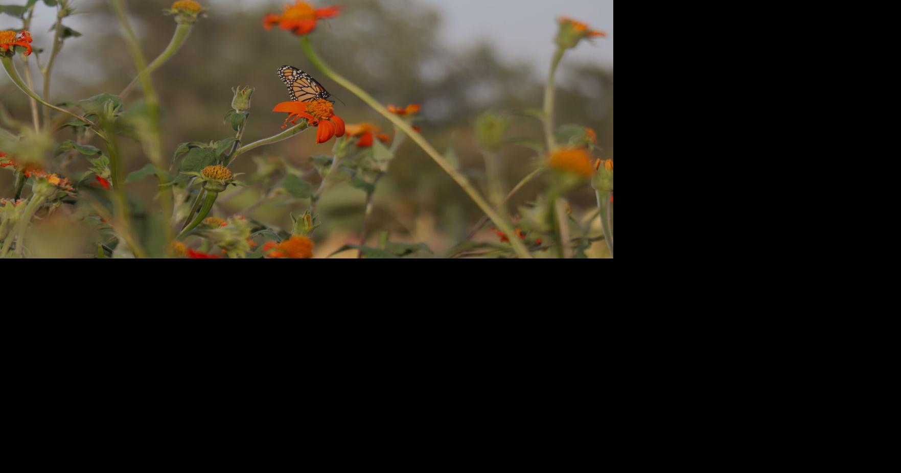 Ceresco apple orchard recovers in time for 40th year