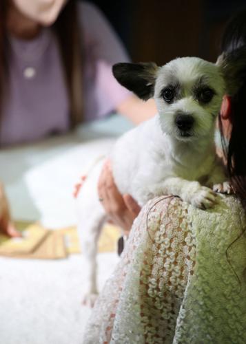 South Korea's pet owners turn to tarot to decode their animals' feelings