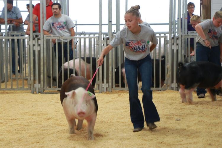 PHOTOS: Scotts Bluff County Fair Market Swine and Swine Showmanship 2026
