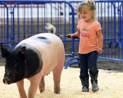 Swine Show 1