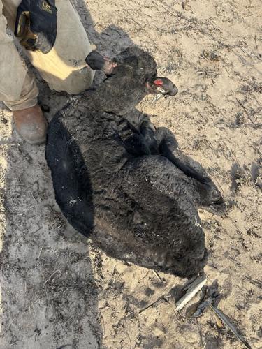 "There's nothing left to burn": Circle L Ranch, neighbors affected by Morrill Fire