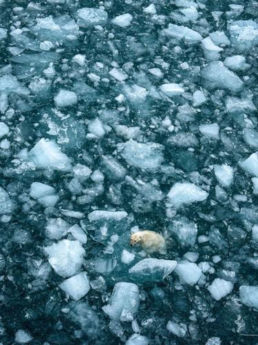 A polar bear hunts for food, leaping from one chunk of ice to the next.