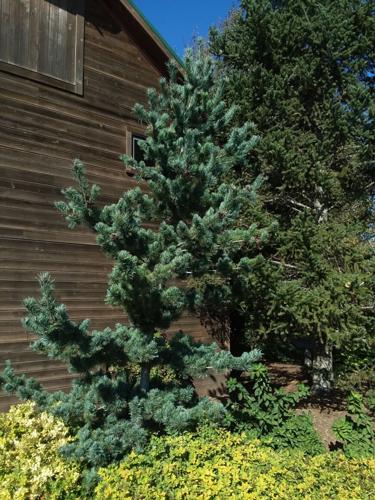 Japanese White Pine