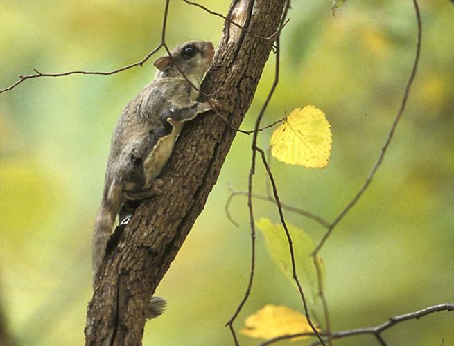 Flying squirrel
