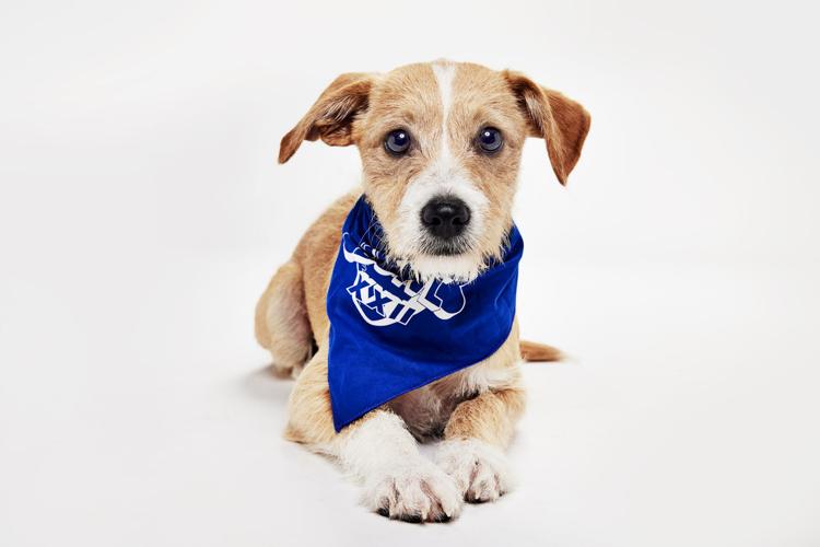 Leo -- Puppy Bowl XXII