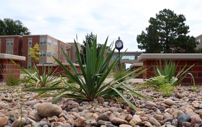 unk-prairie - p3 - native plants