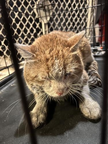 cat2.jpg