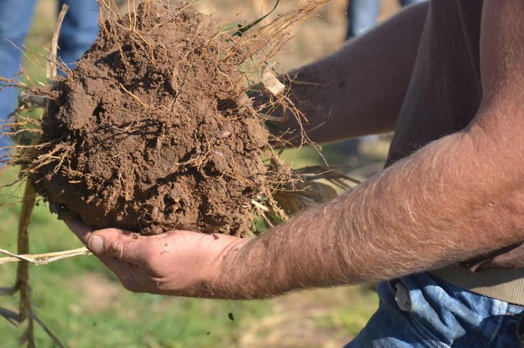 Grazing cattle with cover crops