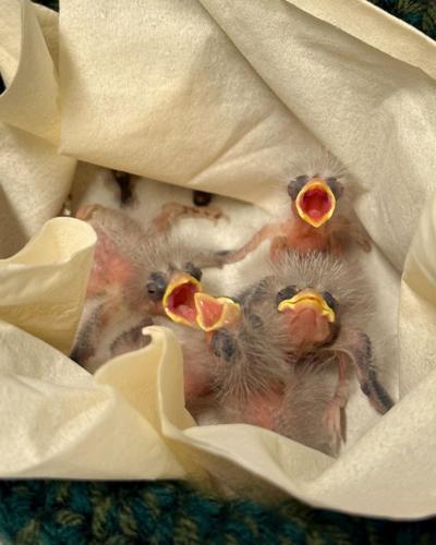 Baby birds