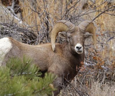 BighornSheep-DxOA