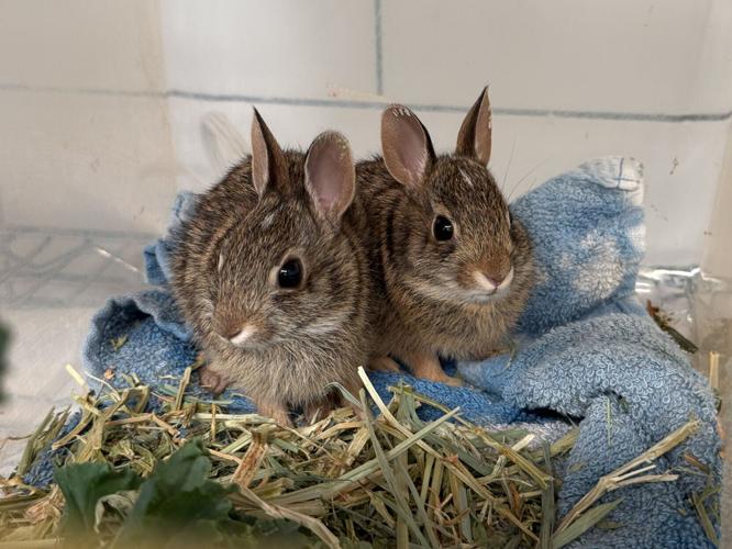 bunnies.jpg