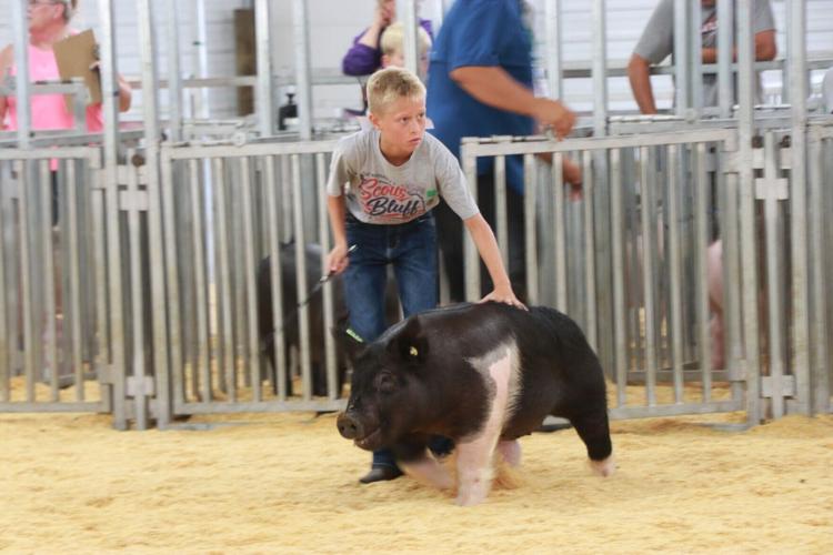 PHOTOS: Scotts Bluff County Fair Market Swine and Swine Showmanship 2026