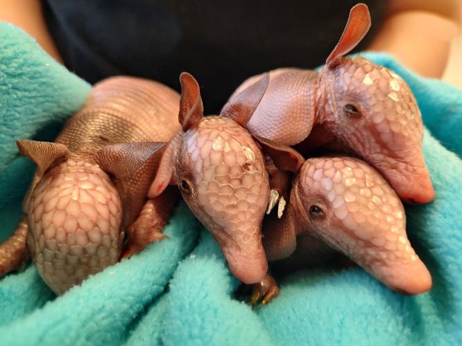 Armadillo 1