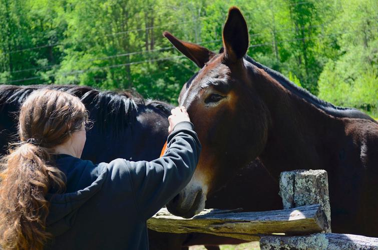 A mule enjoys some affection from a park employee.