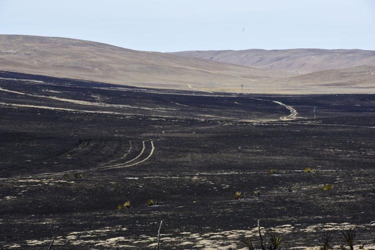 Massive wildfires dealt another blow to ranchers; climate change may make them more common