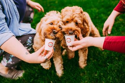 Scooter's Pup Cups