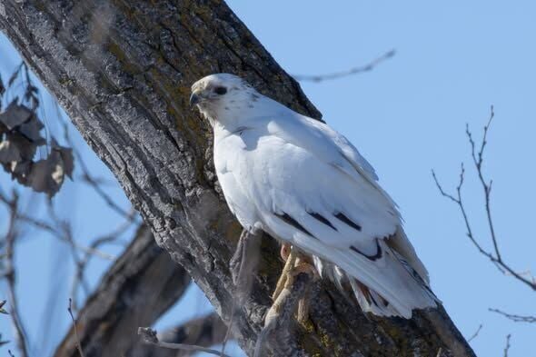 bird nerd - p3 - white snowy owl