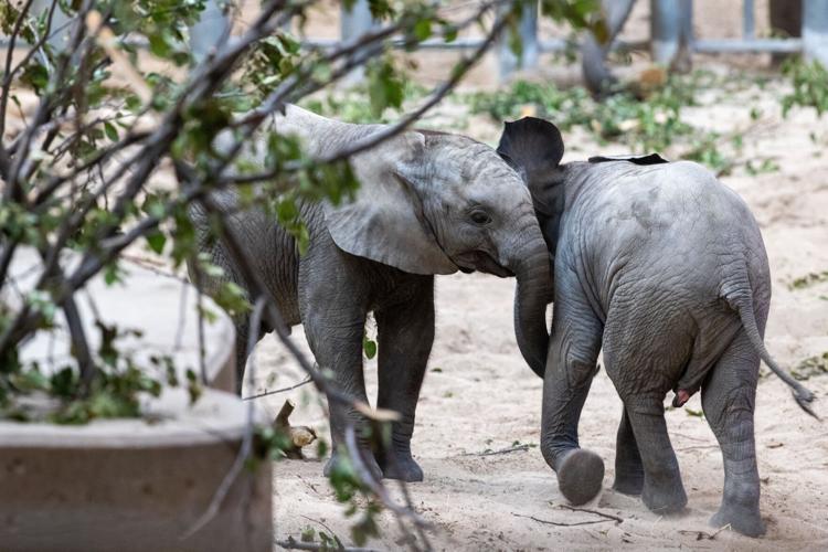 071422-owh-new-zooelephants-MN-01