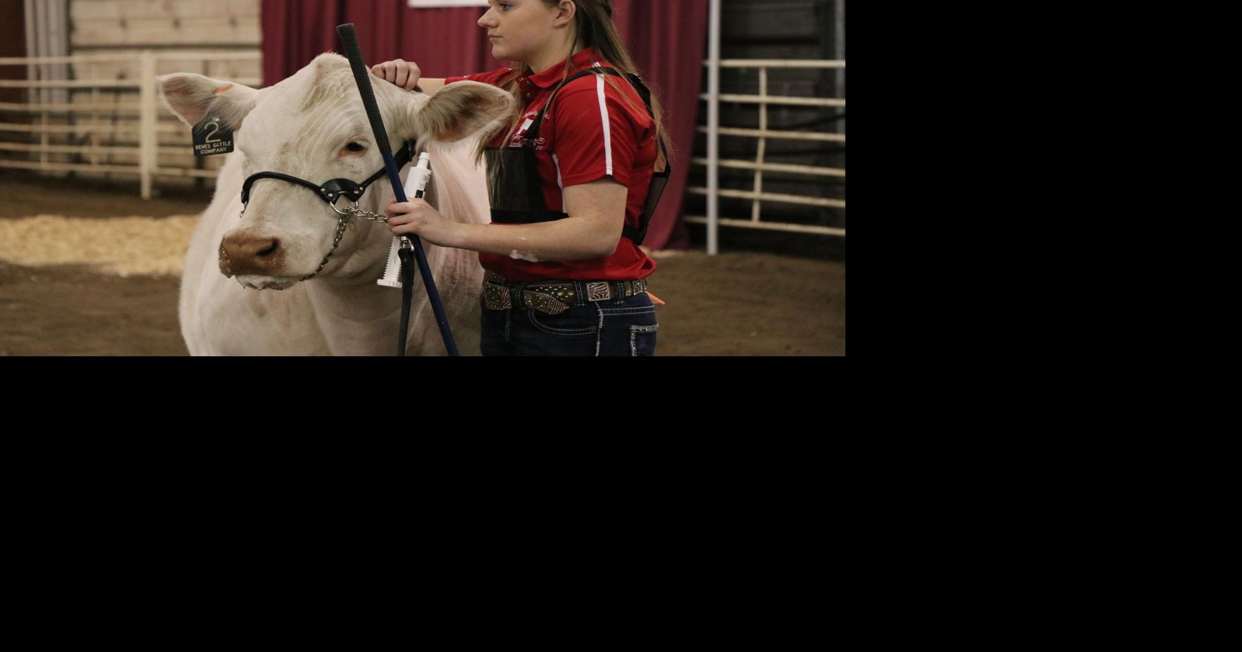 Beef progress show dubbed a success