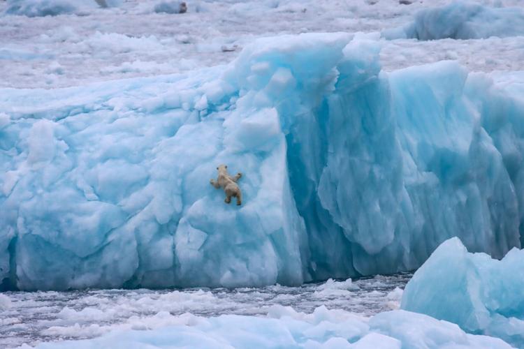 Polar bears can climb as can be seen on this iceberg in Greenland.