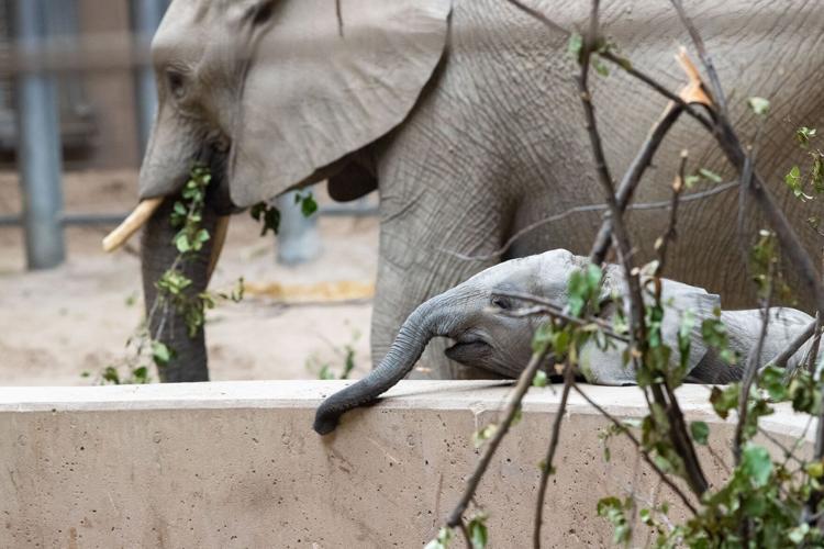 071422-owh-new-zooelephants-MN-06