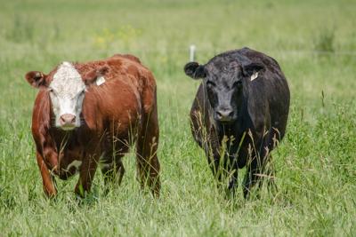 Disruption, quandaries for beef industry during pandemic