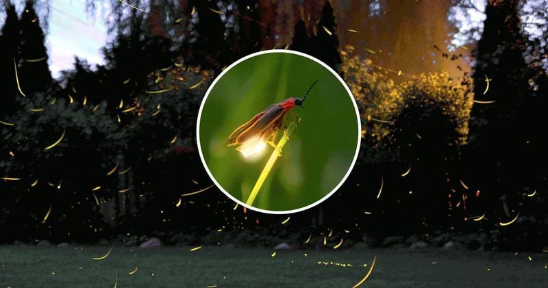 One of summer’s most remarkable natural displays unfolds when thousands of fireflies brighten forests after dark.