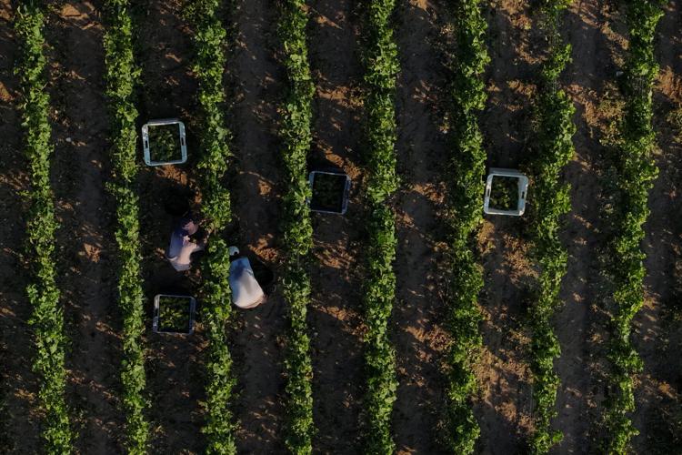 Heatwaves accelerate Champagne grape harvest in France