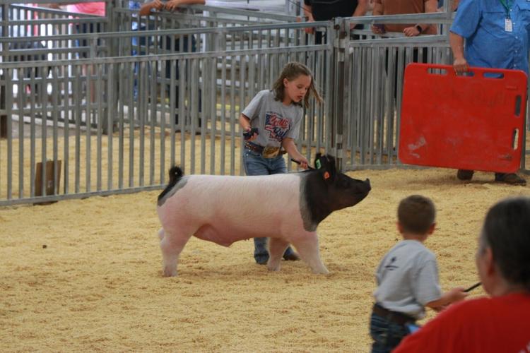 PHOTOS: Scotts Bluff County Fair Market Swine and Swine Showmanship 2026