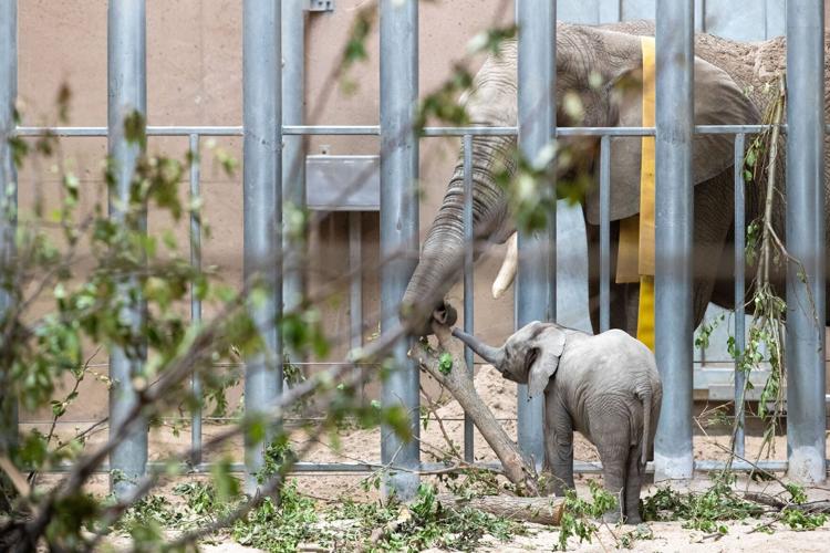 071422-owh-new-zooelephants-MN-02