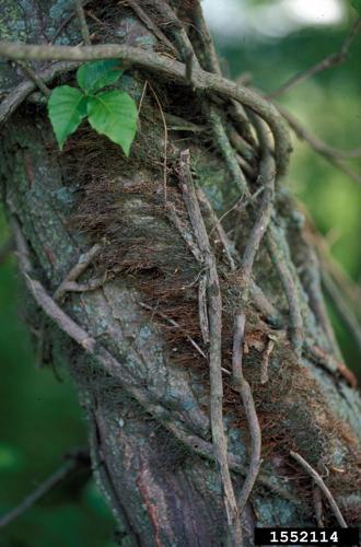 Mature vine of poison ivy