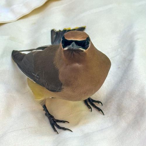Cedar waxwing.jpg