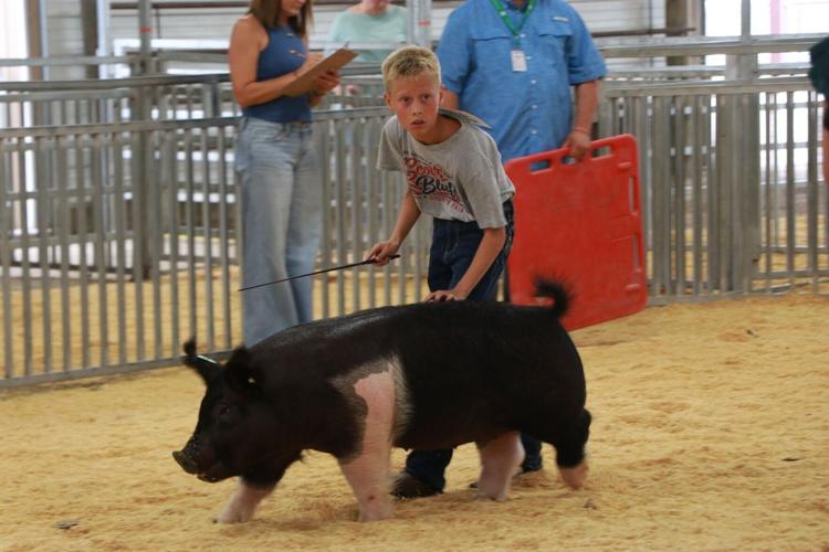 PHOTOS: Scotts Bluff County Fair Market Swine and Swine Showmanship 2026