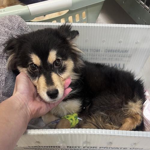 Puppies found near Conestoga Lake