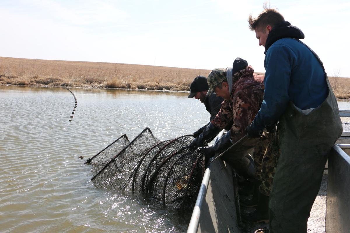 Pike Survey Finds Plentiful Population News Wahoo Ashland