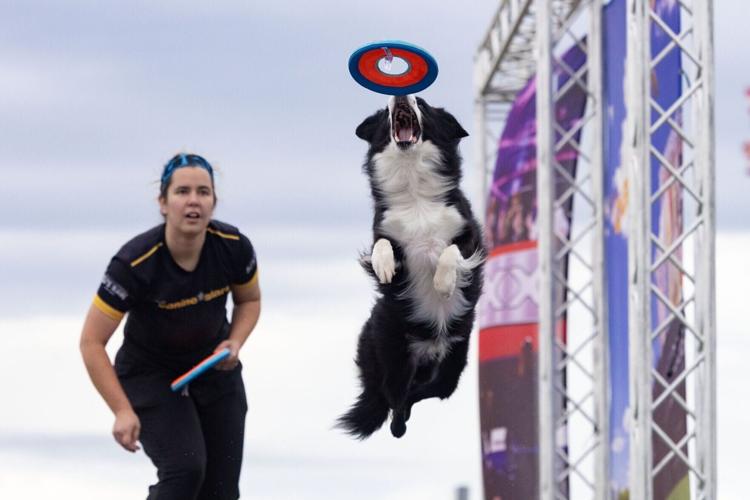 091526_HHD_Dogs_01