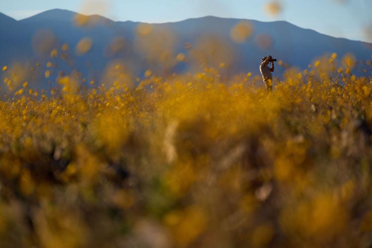 APTOPIX Death Valley Superbloom