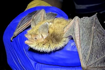 little brown bat, 6.22