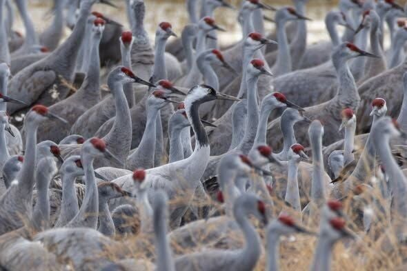 bird nerd - p2 - a common crane