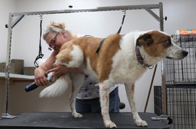 Waverly Dog Groomer